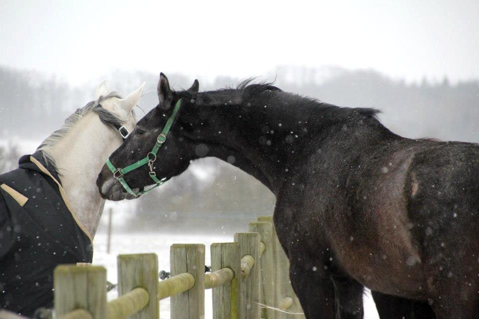 Holstener QUINTA BS  billede 10