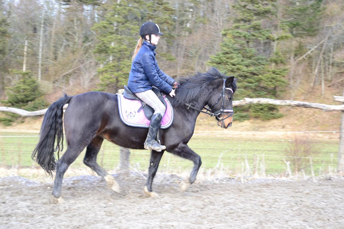 Hollandsk Sportspony Betje (Baby) - Frederikke og Baby 4. marts 2013 billede 11