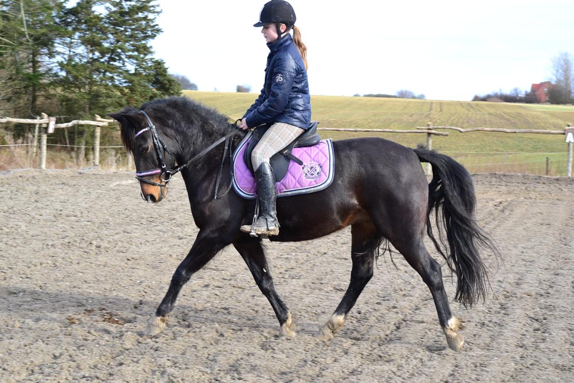 Hollandsk Sportspony Betje (Baby) - Frederikke og Baby 4. marts 2013 billede 12
