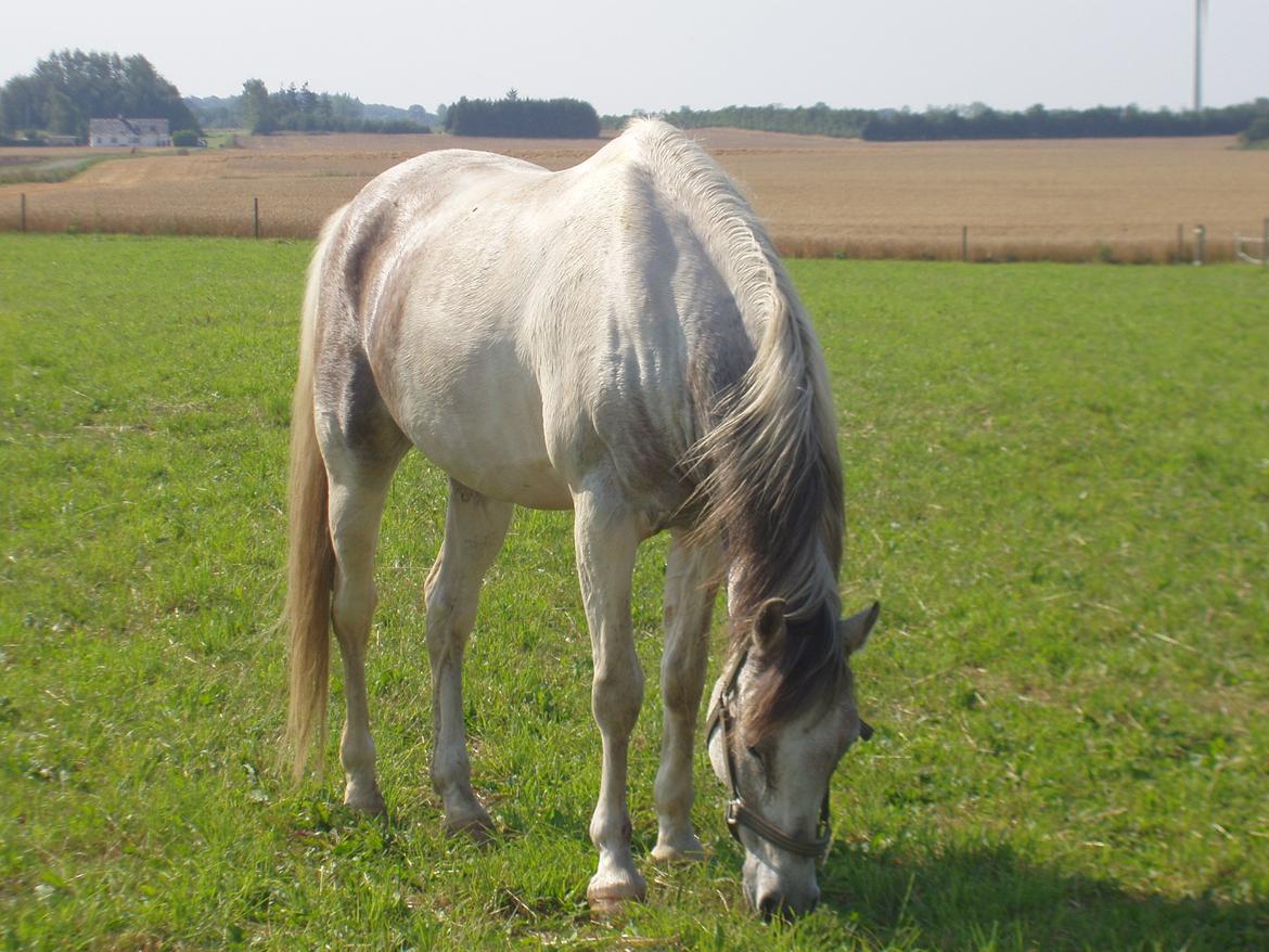 Pinto Araber Skarndalen's Cody billede 9