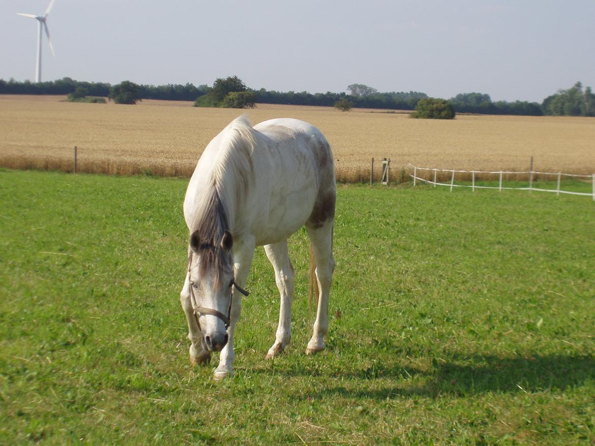 Pinto Araber Skarndalen's Cody billede 10