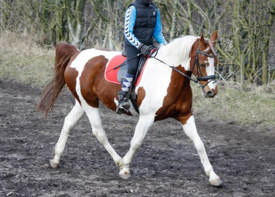 Pinto Dominique - You belong with me <3.
Taget af Stine Beeson billede 3