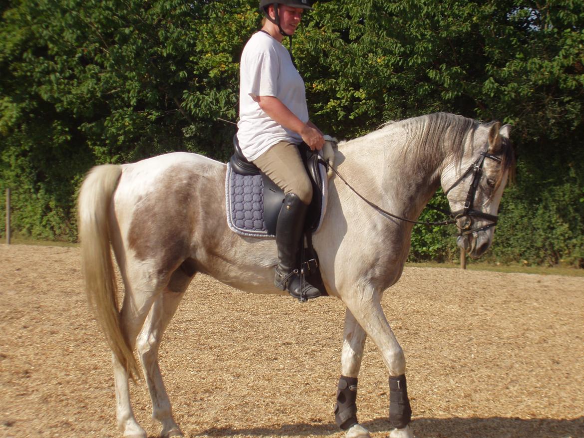Pinto Araber Skarndalen's Cody - En godt brugt Cody efter undervisning en varm sommerdag :-) billede 13