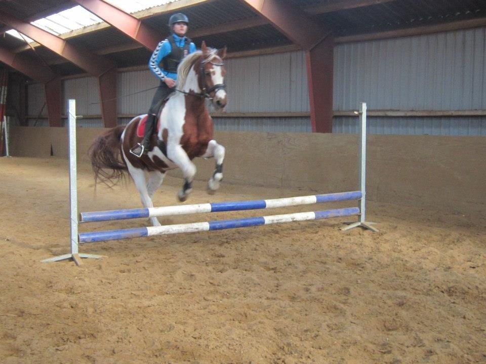 Pinto Dominique - Bare en hest" bringer mig et fantastisk venskab, tillid og ubegrænset glæde. "Bare en hest" bringer den medfølelse og tålmodighed jeg har brug for, for at blive et bedre menneske."
Taget af Yasmin Kyhnau. billede 11