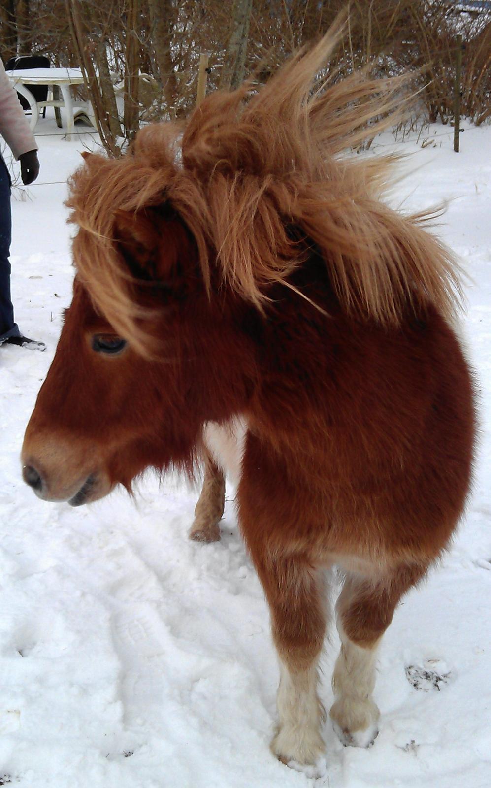 Shetlænder Dalbo´s Lukas - Lukas marts 2013 billede 2