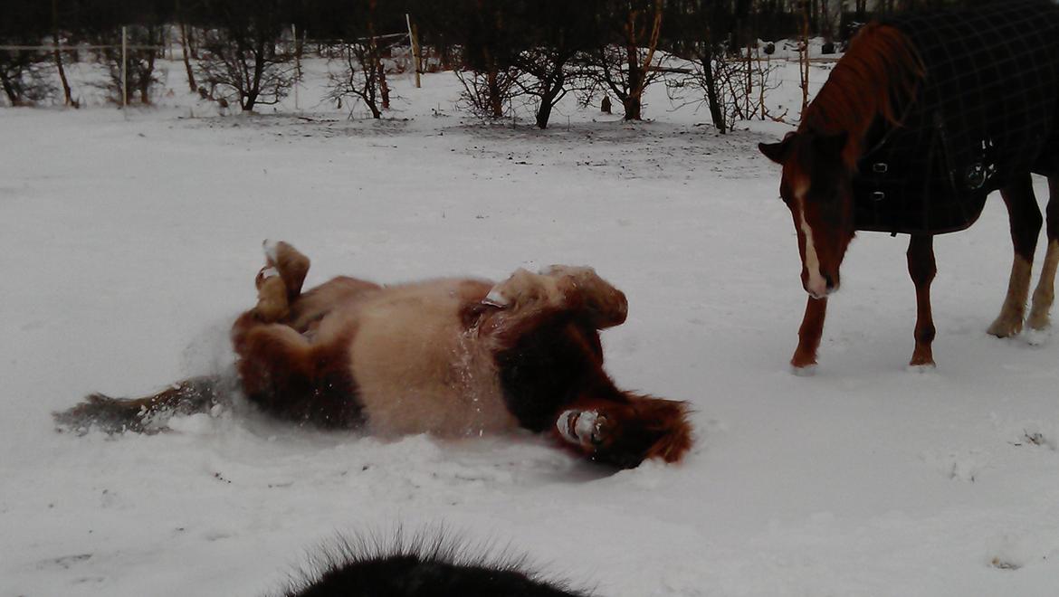 Shetlænder Dalbo´s Lukas - Me gusta billede 16