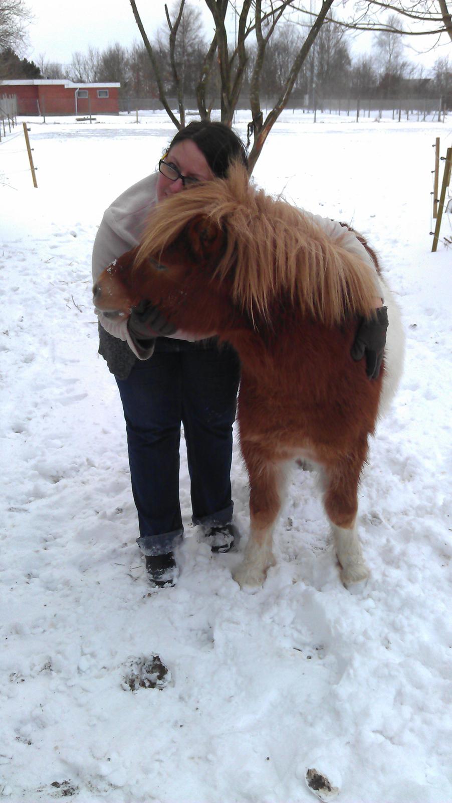 Shetlænder Dalbo´s Lukas - Min dejlige Lukas billede 17