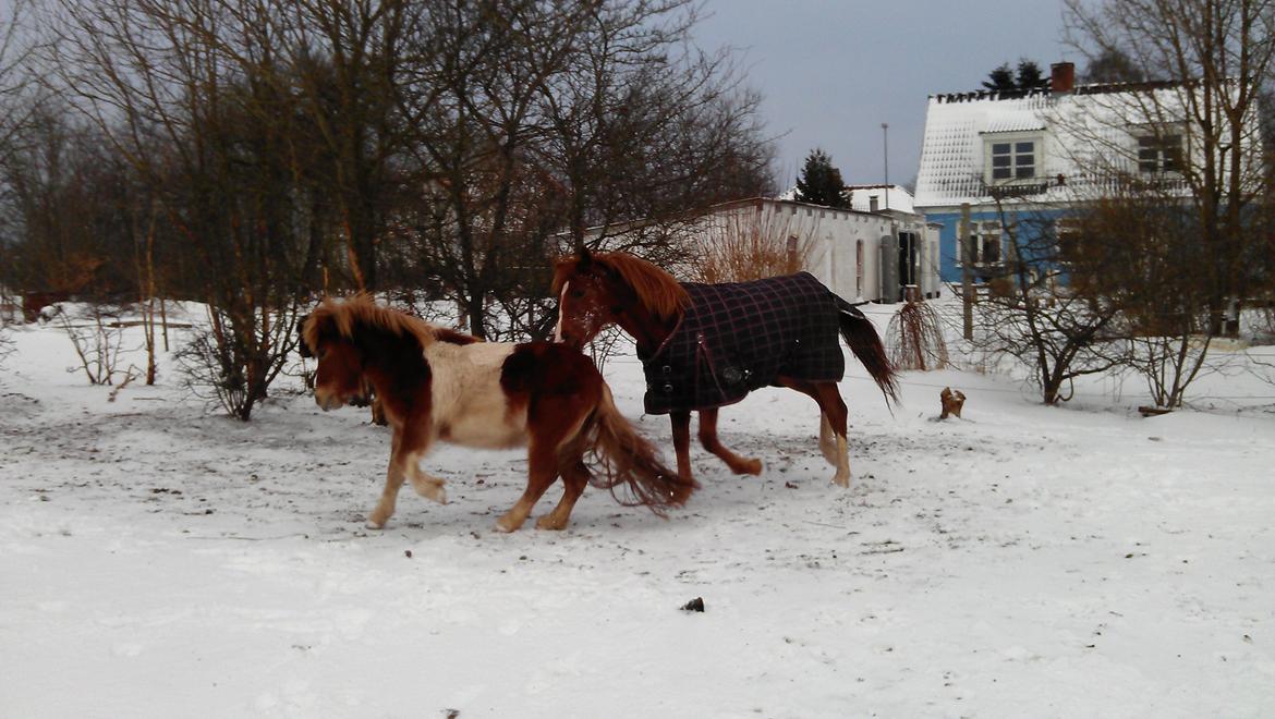 Shetlænder Dalbo´s Lukas billede 18