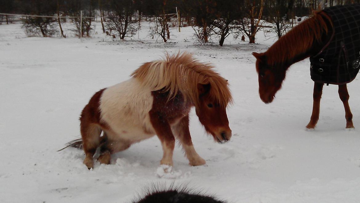 Shetlænder Dalbo´s Lukas billede 19