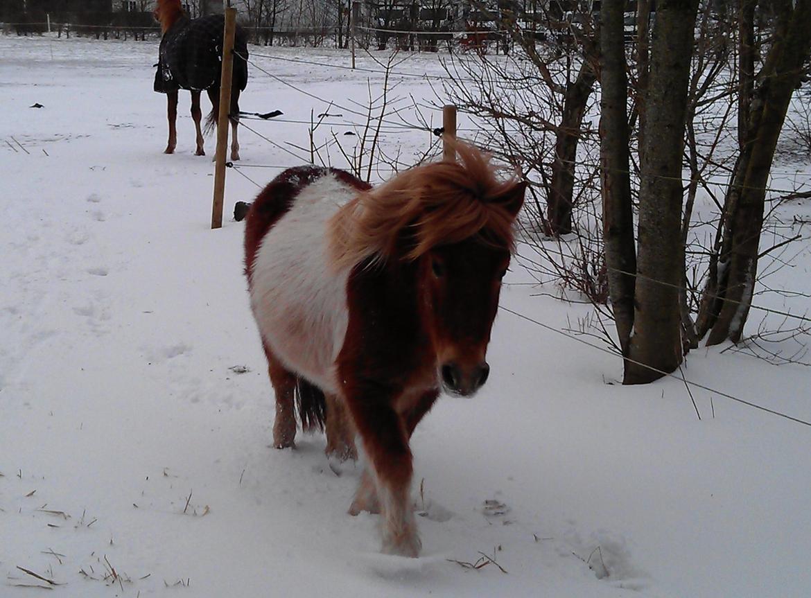 Shetlænder Dalbo´s Lukas billede 20