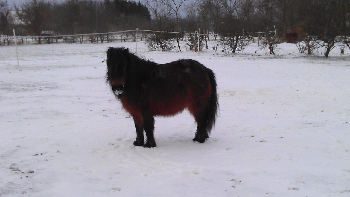 Shetlænder Diamond billede 4