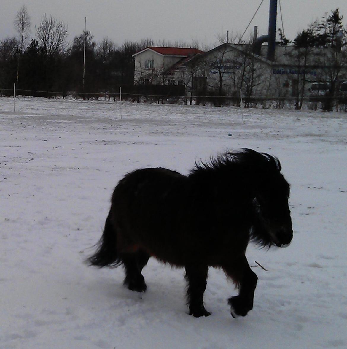 Shetlænder Diamond billede 6