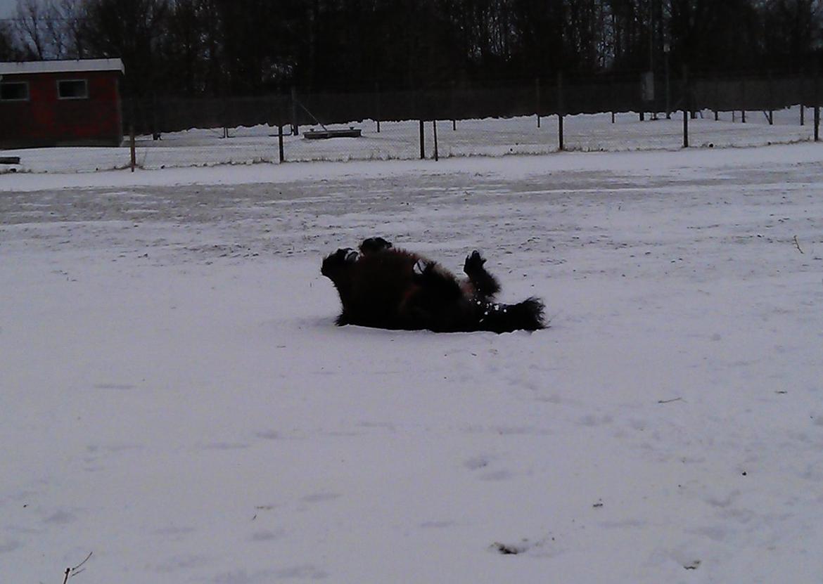 Shetlænder Diamond billede 20