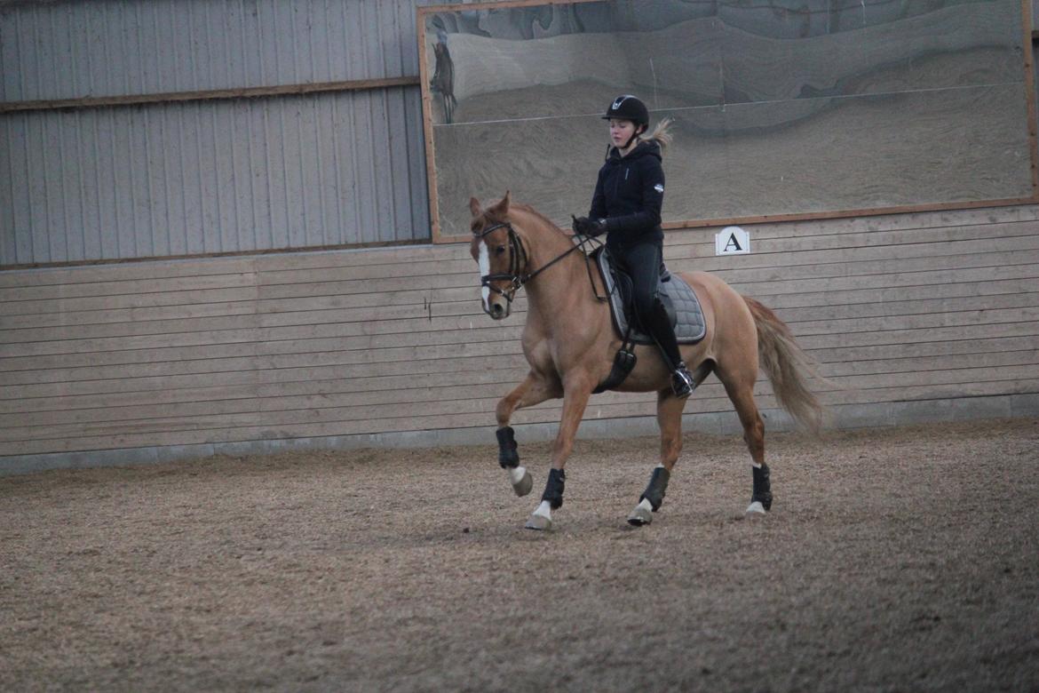Tysk Sportspony Dominus B - A-pony billede 7