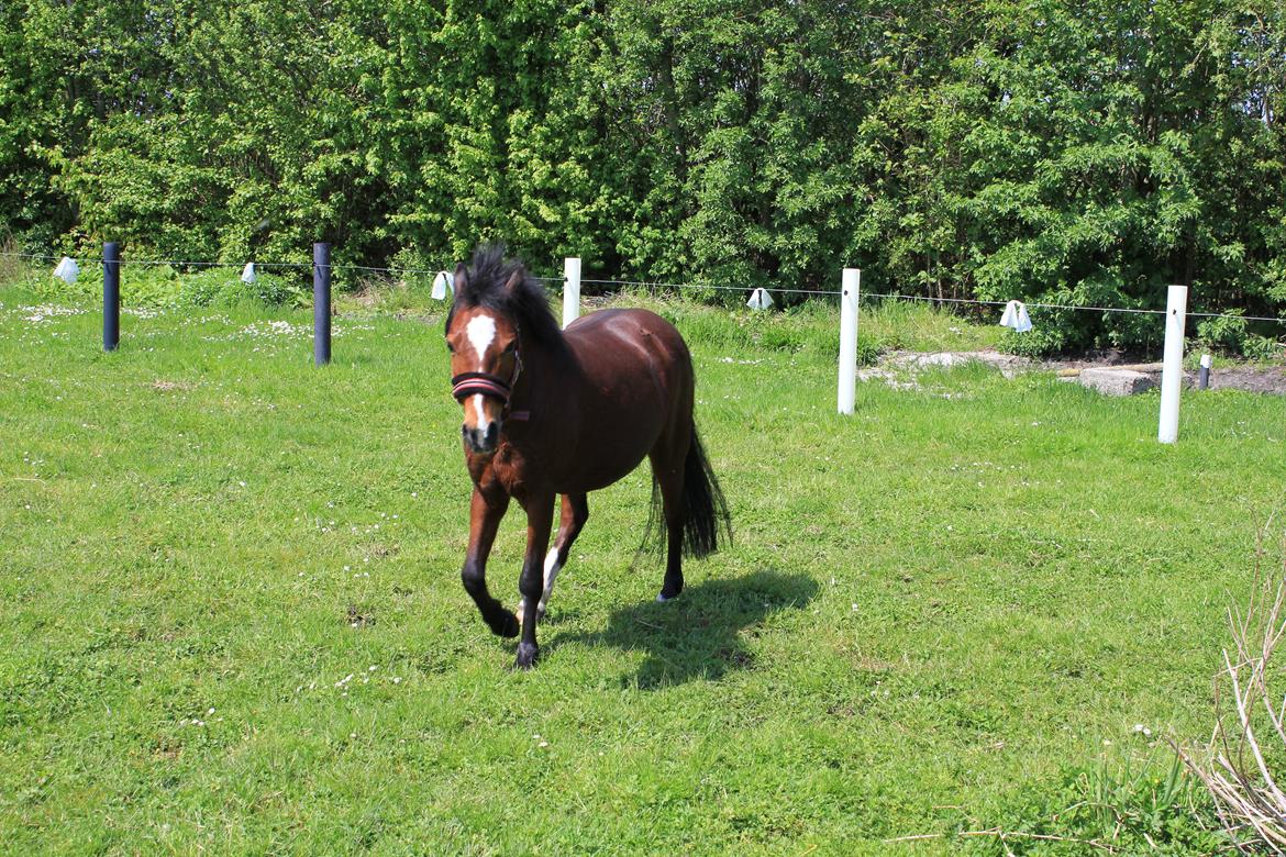 Anden særlig race Lady <3 billede 4