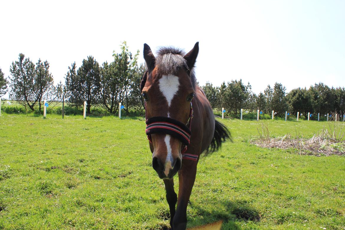 Anden særlig race Lady <3 - Første sommer her hjemme! ;-) billede 3