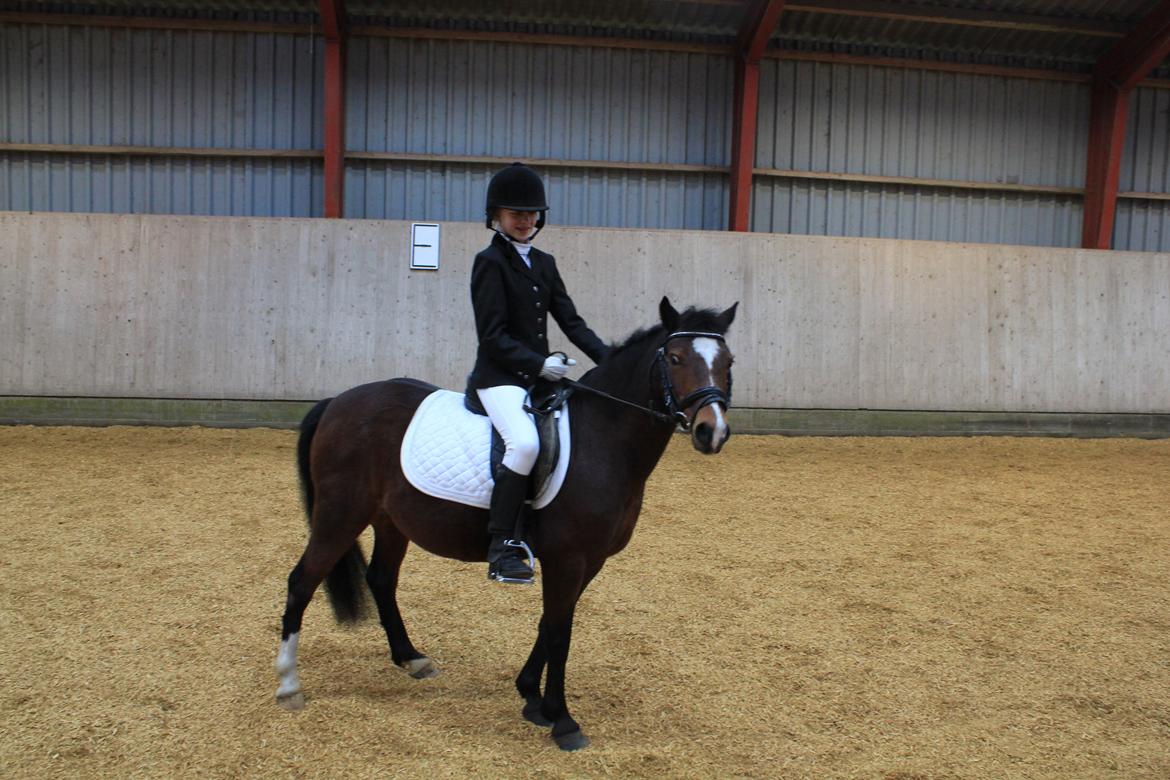 Anden særlig race Lady <3 - første stævne ld 2 billede 6