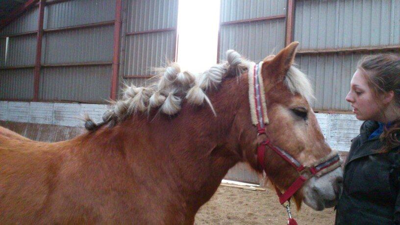 Haflinger Asterix - (13) Operation: Man-i-orden!!! billede 13