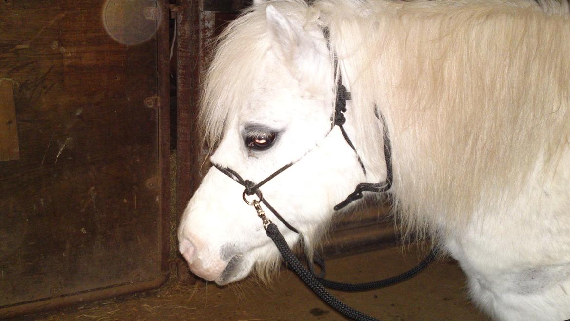 Anden særlig race Bella <3 Hvil i fred  <3 - efter en vellykket bidløs træning :) hun reagerre bare SÅ godt uden bid nu efter lidt træning er så stolt :) billede 2