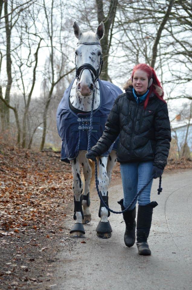 Knabstrupper Boysens Capiche "MIN" billede 13