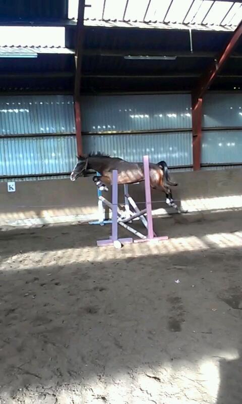 Anden særlig race Belive SOLGT ;'( billede 14