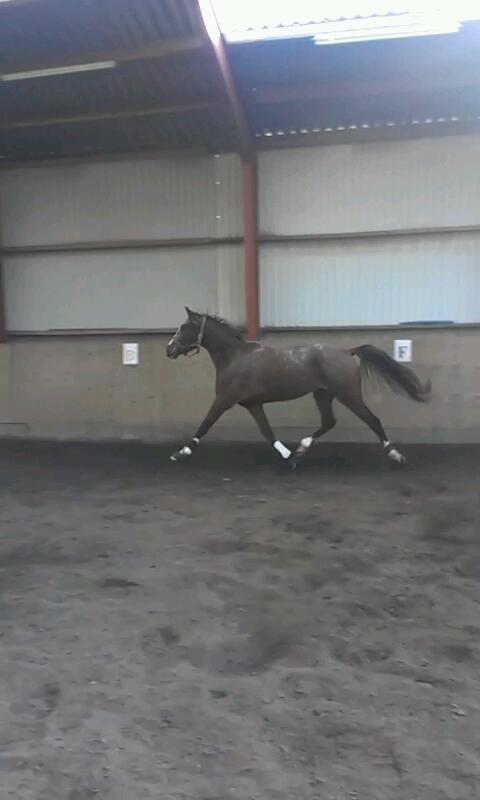 Anden særlig race Belive SOLGT ;'( billede 15