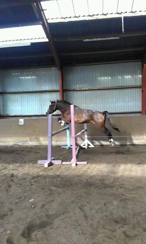 Anden særlig race Belive SOLGT ;'( billede 16