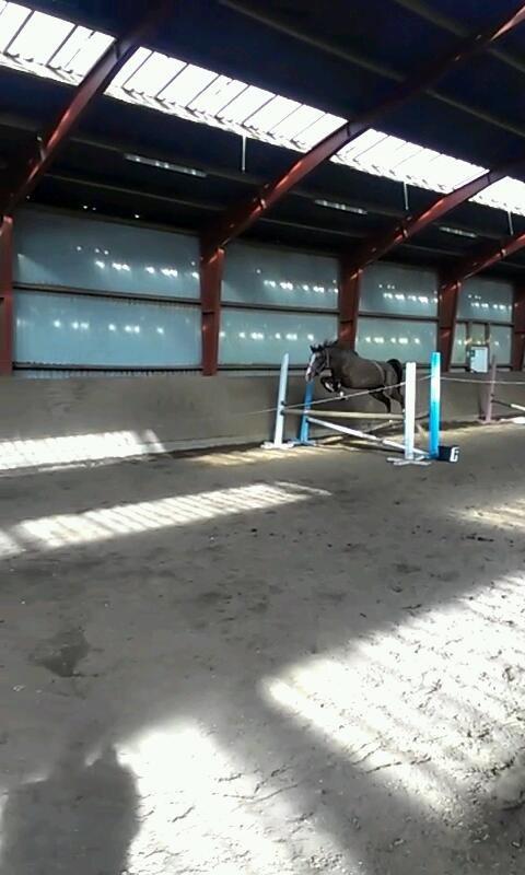 Anden særlig race Belive SOLGT ;'( billede 17