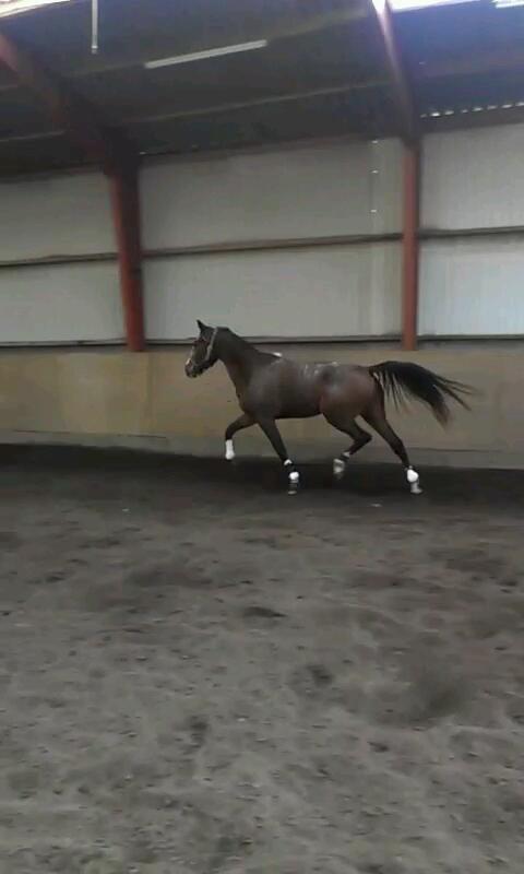 Anden særlig race Belive SOLGT ;'( billede 18