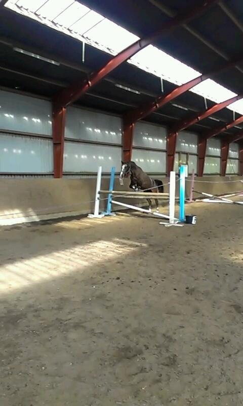 Anden særlig race Belive SOLGT ;'( billede 19