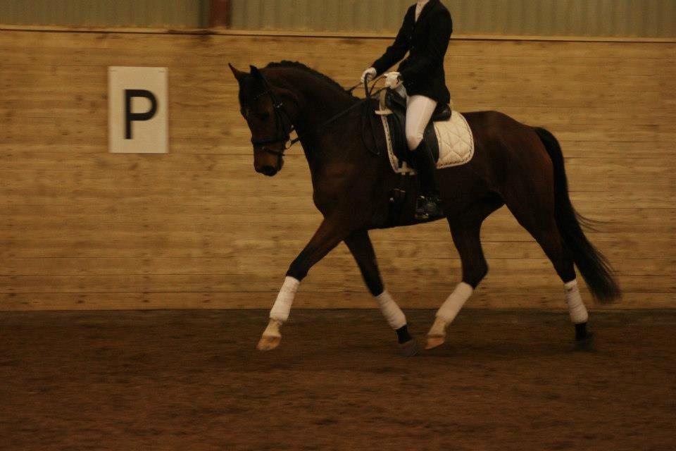 Dansk Varmblod Baunehøjens Florida billede 3