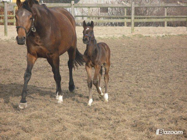 Dansk Varmblod Baunehøjens Florida - Florida med sit lille føl fra 2012 efter BH Olymbrio. billede 4