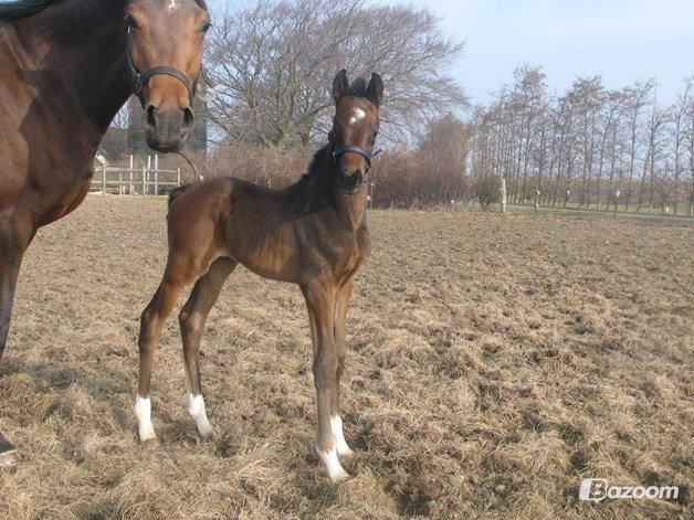 Dansk Varmblod Baunehøjens Florida - Florida med sit lille føl fra 2012 efter BH Olymbrio. billede 5