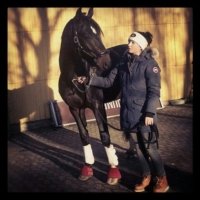 Tysk Oldenburger Siegermeisters Traum billede 8