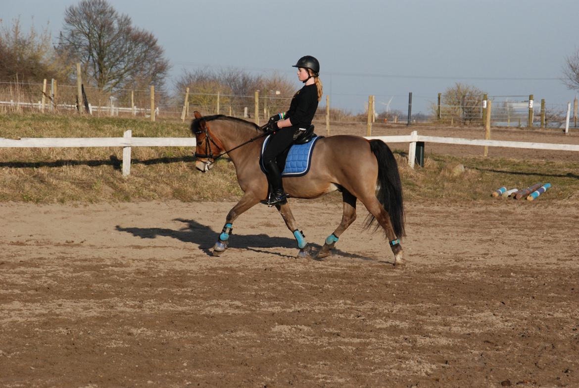 New Forest Østerlunds Citrus billede 11