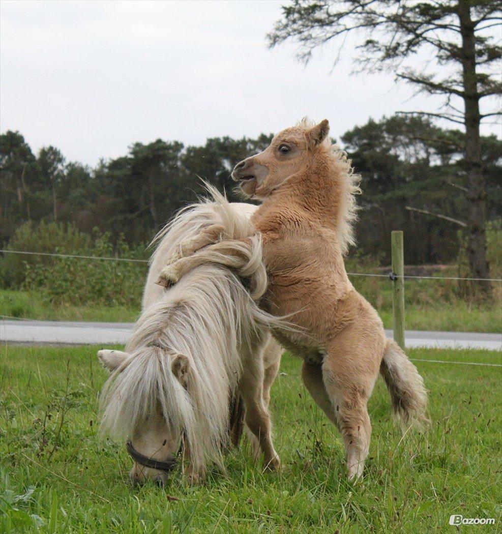 Shetlænder Brafs Poker - Pokemon <3 - 2011 billede 15