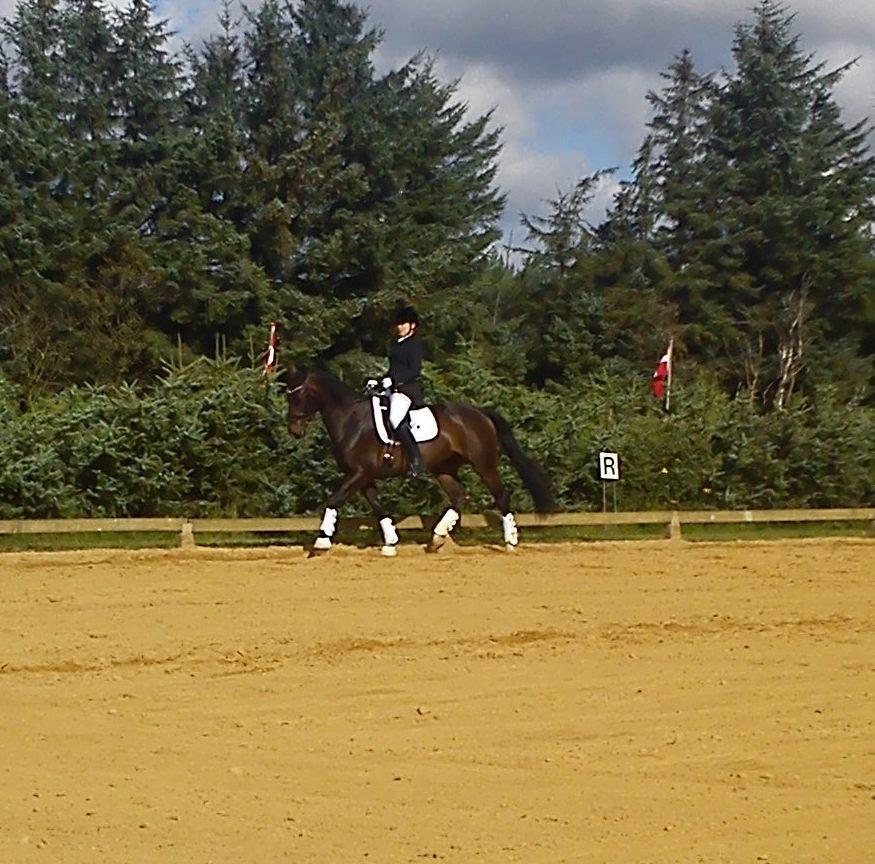 Anden særlig race Jolene Af Lindemose billede 1