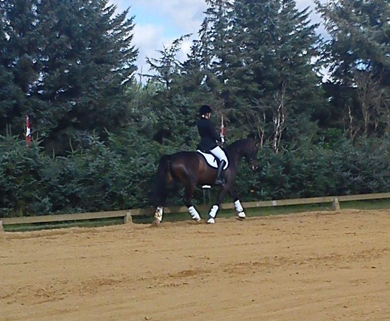 Anden særlig race Jolene Af Lindemose billede 2