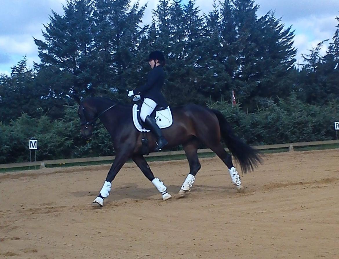 Anden særlig race Jolene Af Lindemose billede 3