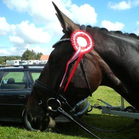 Anden særlig race Jolene Af Lindemose billede 4