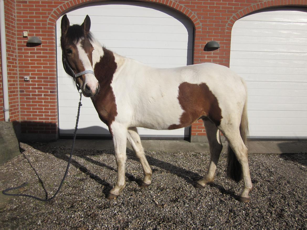 Pinto Jasmin billede 20