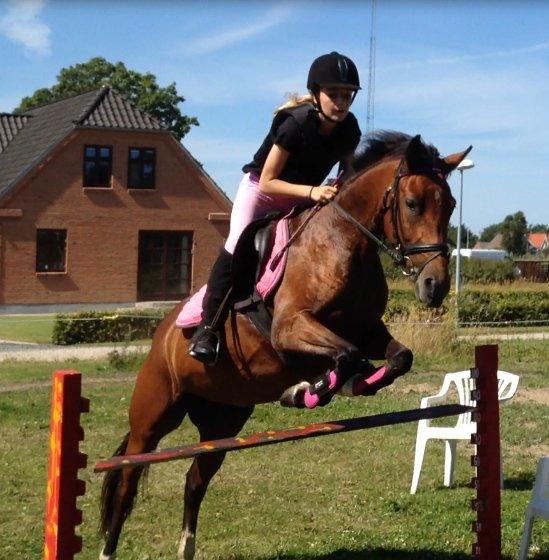 New Forest Angelina Bay -Drømmeponyen- billede 13