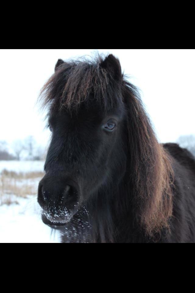 Shetlænder Tøsen. :-* billede 12