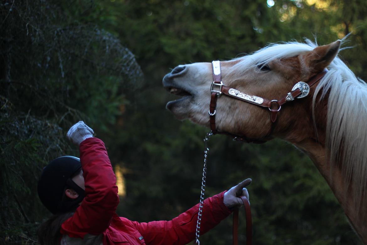 Tyroler Haflinger Akando - Trick: At gribe en godbid. Vi var på tur her, og han var lidt nærgående :) billede 8