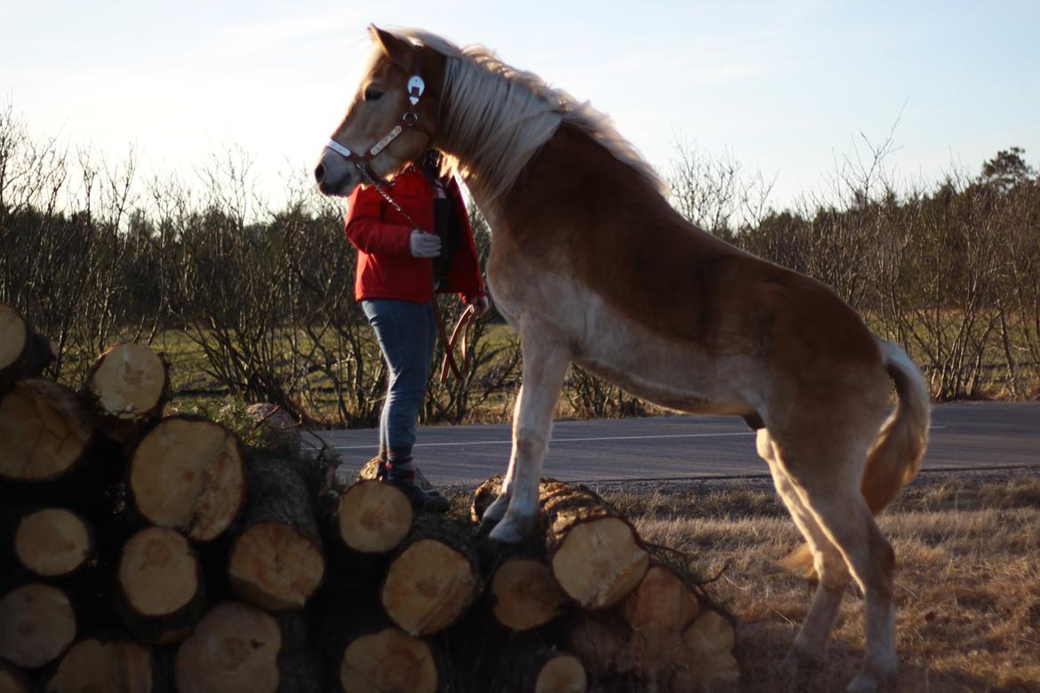 Tyroler Haflinger Akando - Når Akando ser en "farlig" bunke træstammer, men geden inden i ham overvinder "frygten" :P billede 9