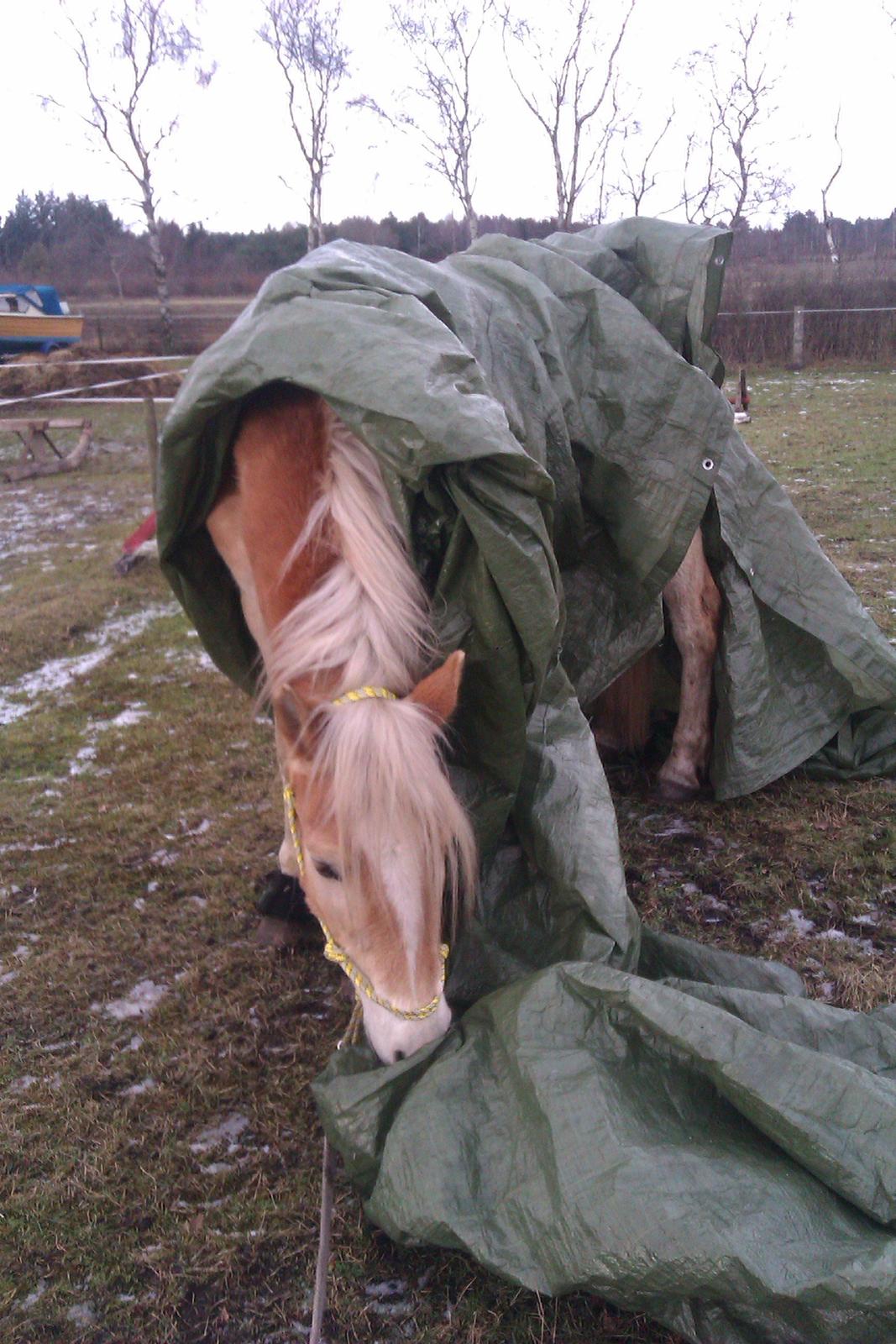 Tyroler Haflinger Akando - Pakket ind! billede 12