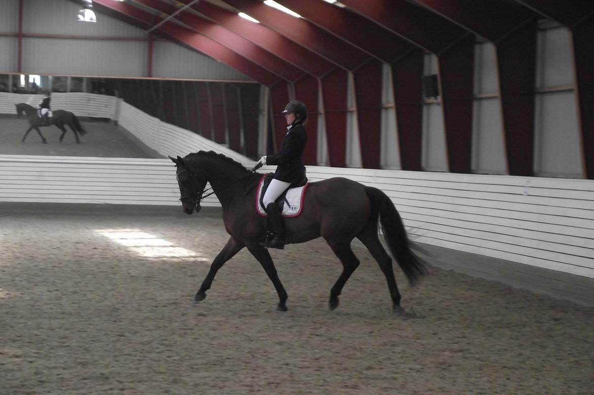 Dansk Varmblod Møllegårdens De Niz - Stævne VAS d. 16. og 17. marts 2013.  billede 12