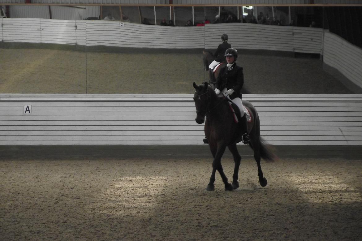 Dansk Varmblod Møllegårdens De Niz - Stævne VAS d. 16. og 17. marts 2013.  billede 14