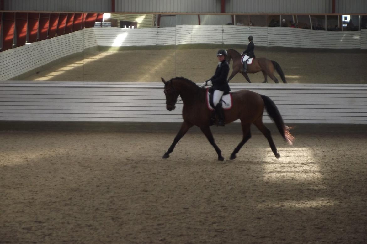 Dansk Varmblod Møllegårdens De Niz - Stævne VAS d. 16. og 17. marts 2013.  billede 16