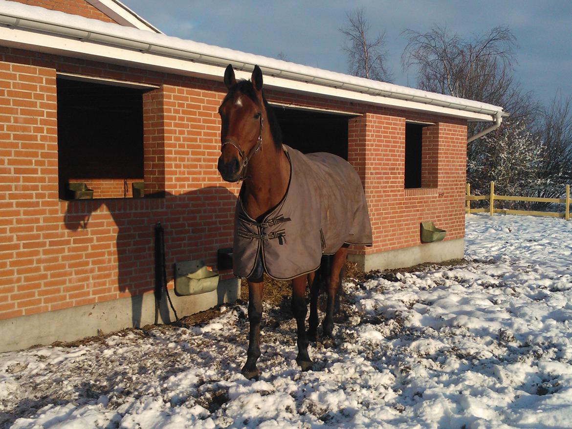 Dansk Varmblod Møllegårdens De Niz - Vinter 2013 billede 19